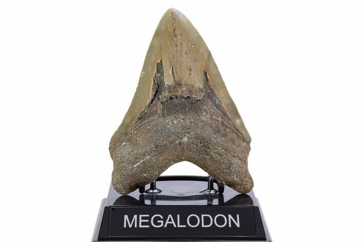 Serrated, Fossil Megalodon Tooth - North Carolina #345658